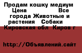 Продам кошку медиум › Цена ­ 6 000 000 - Все города Животные и растения » Собаки   . Кировская обл.,Киров г.